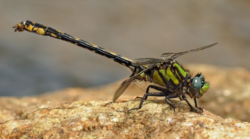 Male
2009_05_15_Rabun